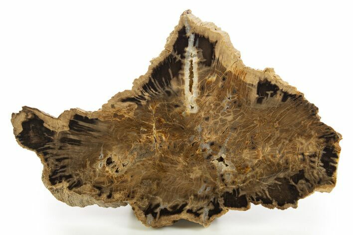 Polished Cretaceous Petrified Wood Slab - Texas #320760